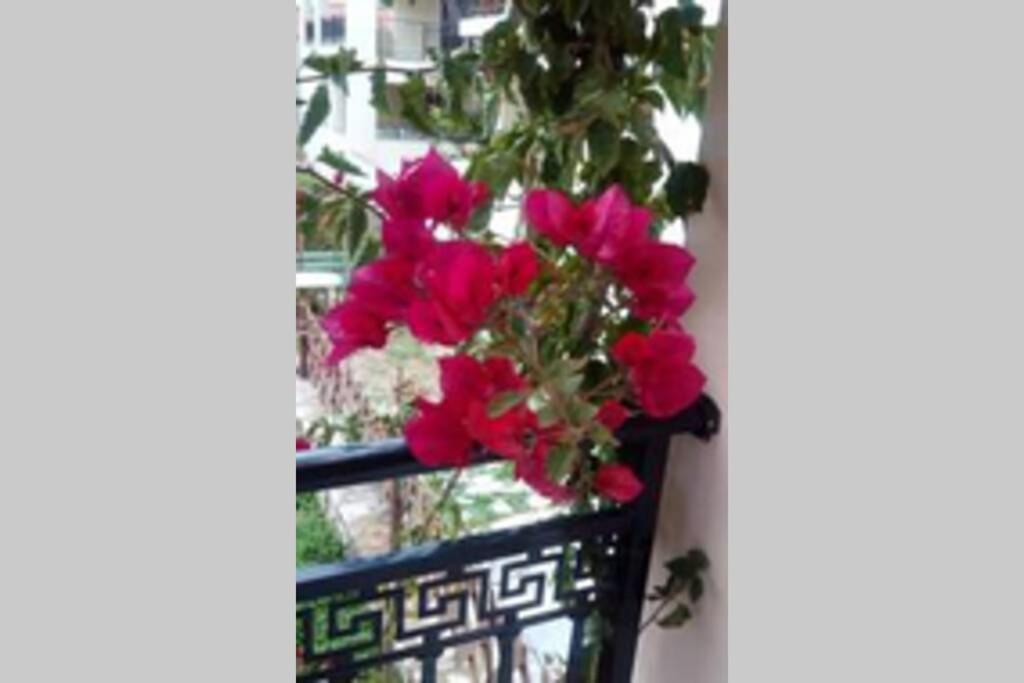 Meandros Apartment Garden View スコペロス エクステリア 写真